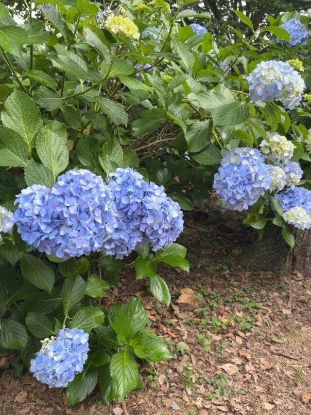 ゆっくり｜写メ日記｜みわ｜鶯谷 ぽっちゃりデリヘル エンジェルマスカット