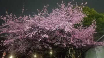 口コミの御礼です?｜写メ日記｜富岡 花苗｜池袋 人妻デリヘル こあくまな人妻・熟女たち池袋店(KOAKUMAグループ)