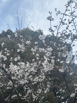 お花見日和｜写メ日記｜木曽 さくら｜池袋 人妻デリヘル こあくまな人妻・熟女たち池袋店(KOAKUMAグループ)