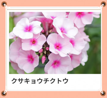 本日も、ありがとう！｜写メ日記｜山波 幸｜鶯谷 人妻デリヘル こあくまな人妻・熟女たち鶯谷・日暮里店(Kグループ)