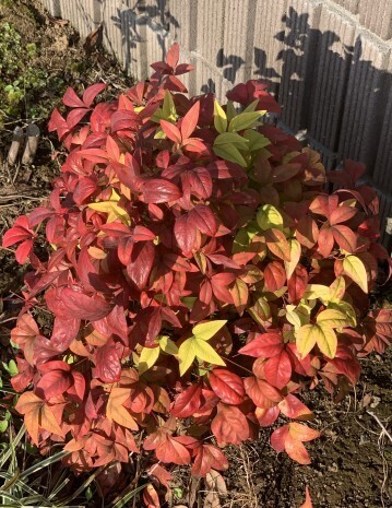 11/21(金) ステーションエルマーのＭさまへ｜写メ日記｜濱名 美希｜鶯谷 人妻デリヘル こあくまな人妻・熟女たち鶯谷・日暮里店(Kグループ)