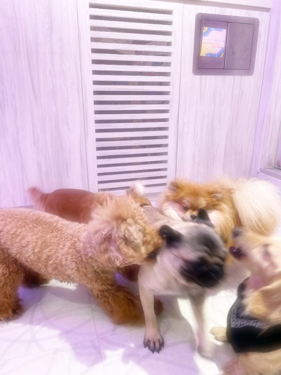 🐶🐾｜写メ日記｜なでしこ｜鶯谷 一般デリヘル イクイクサークル鶯谷店