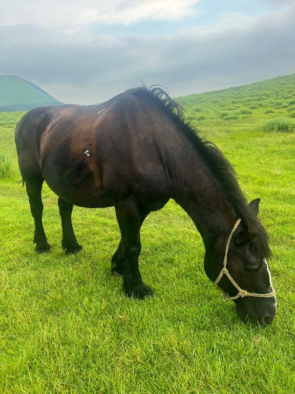 今年もよろしくお願いします??｜写メ日記｜ナナ｜渋谷 一般デリヘル マテリアル