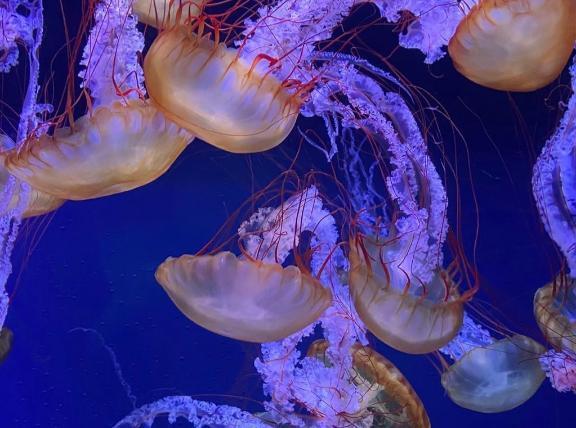 注射?｜写メ日記｜マツリ｜渋谷 一般デリヘル マテリアル