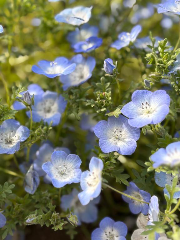 急遽?｜写メ日記｜マツリ｜渋谷 一般デリヘル マテリアル