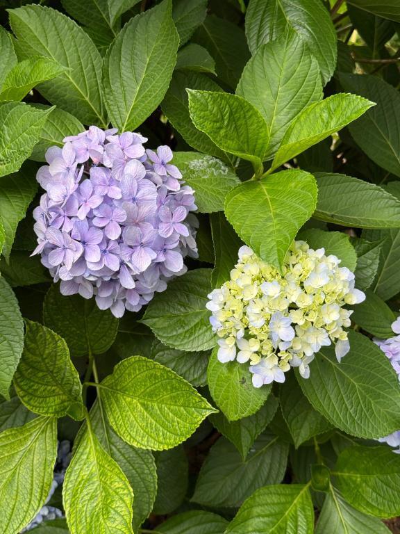 お約束ありがとうございます?｜写メ日記｜モミジ｜渋谷 一般デリヘル マテリアル