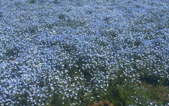 ??｜写メ日記｜カホ｜渋谷 一般デリヘル マテリアル
