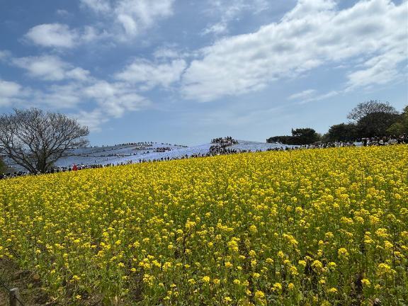 ?｜写メ日記｜カホ｜渋谷 一般デリヘル マテリアル