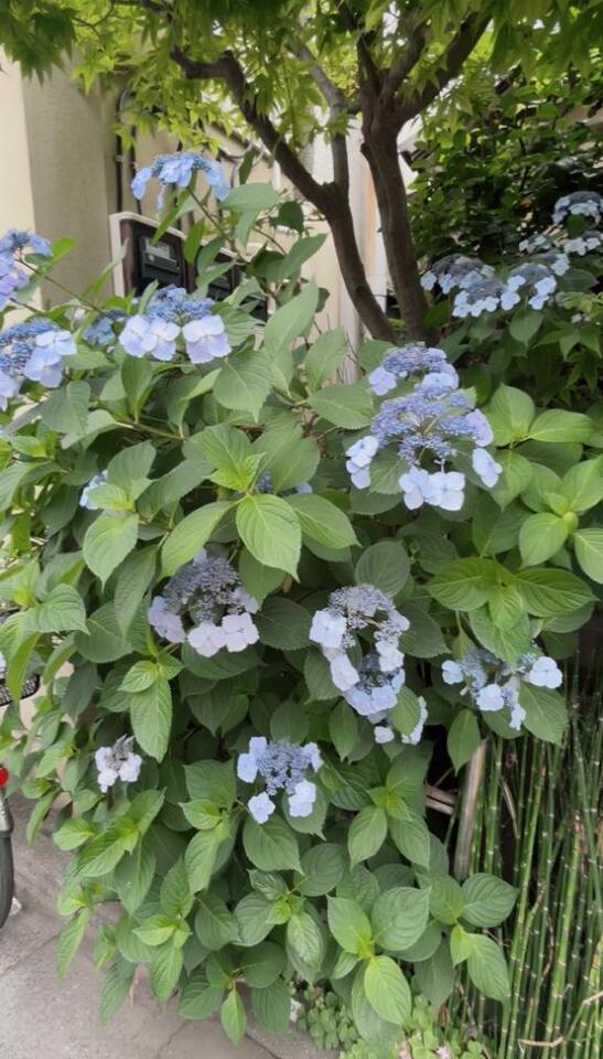 ??♀?｜写メ日記｜カホ｜渋谷 一般デリヘル マテリアル
