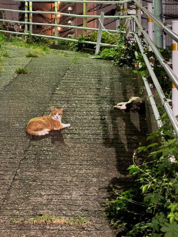 ^ .  ? . ^｜写メ日記｜アキホ｜渋谷 一般デリヘル マテリアル