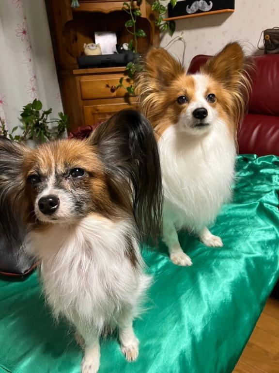 明日????｜写メ日記｜フウカ｜渋谷 一般デリヘル マテリアル