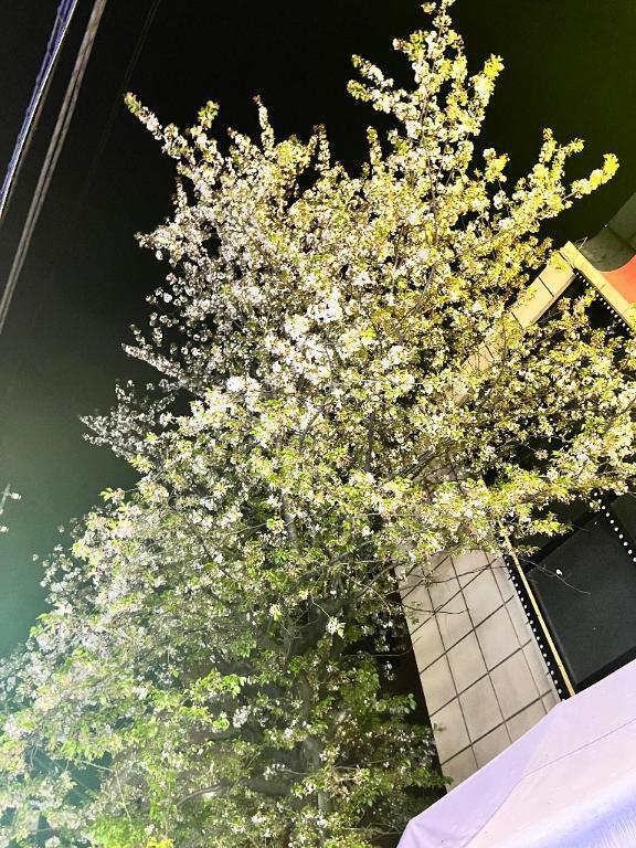 本日??｜写メ日記｜カレン｜渋谷 一般デリヘル マテリアル