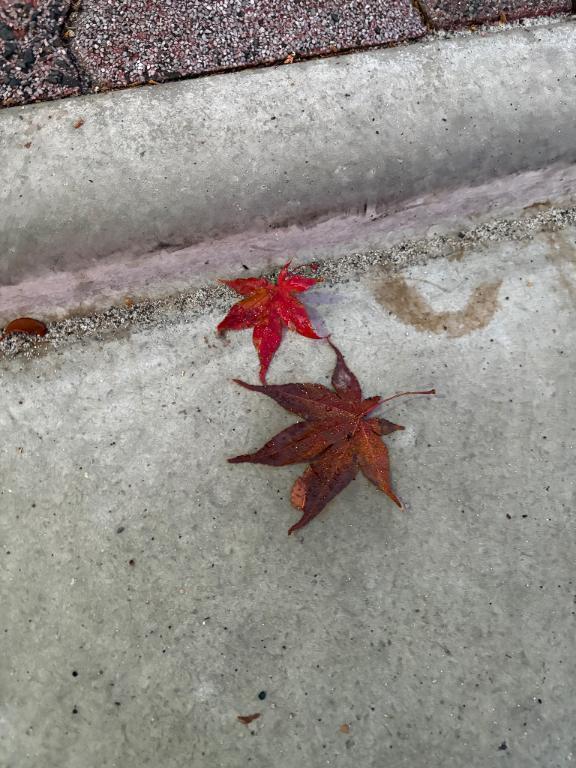 出勤してます！｜写メ日記｜スズ｜渋谷 一般デリヘル マテリアル