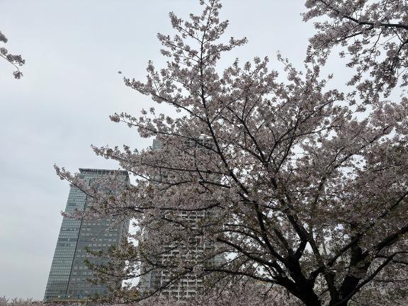 久々に明日出勤します?｜写メ日記｜スズ｜渋谷 一般デリヘル マテリアル