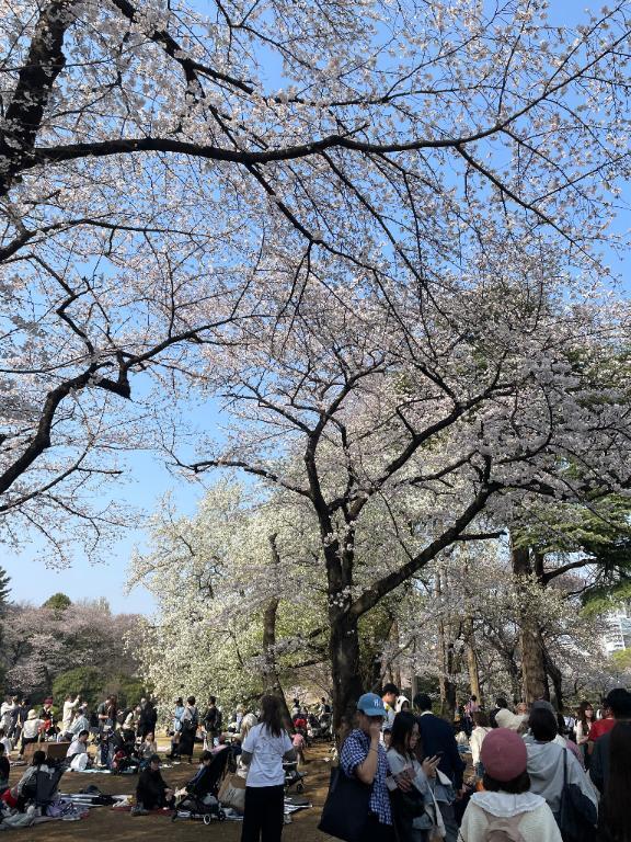お花見??｜写メ日記｜ミナト｜渋谷 一般デリヘル マテリアル