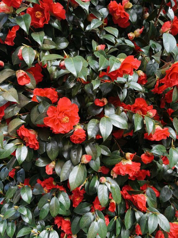 明日遊ぼ?｜写メ日記｜サツキ｜渋谷 一般デリヘル マテリアル