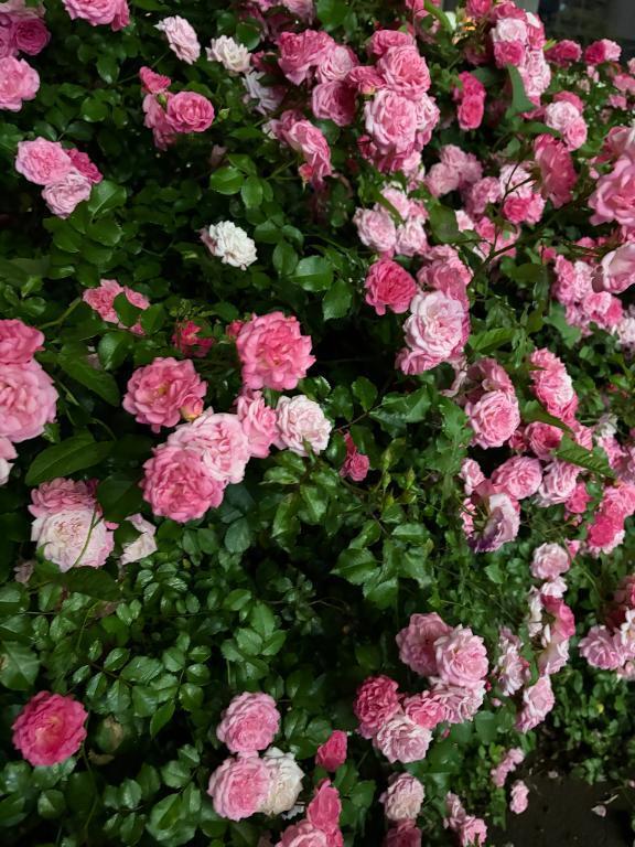 明日久しぶりの出勤です！｜写メ日記｜サツキ｜渋谷 一般デリヘル マテリアル
