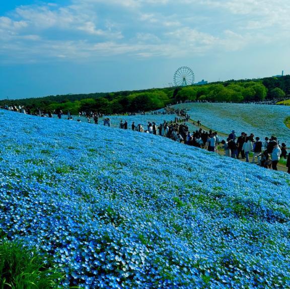 今日｜写メ日記｜ヨウコ｜渋谷 一般デリヘル マテリアル