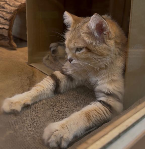 お礼｜写メ日記｜ヨウコ｜渋谷 一般デリヘル マテリアル