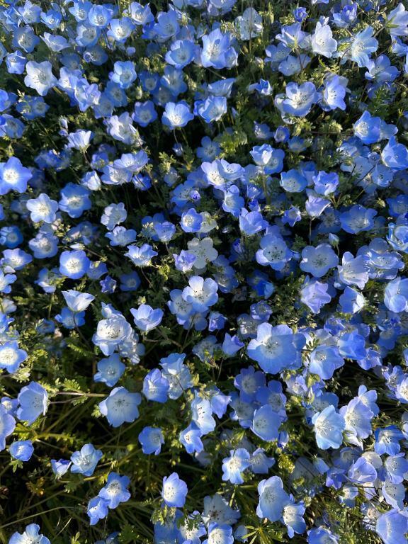 お久しぶり(?????)｜写メ日記｜ナナミ｜渋谷 一般デリヘル マテリアル