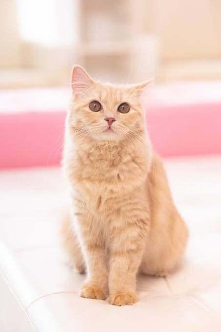 寒い｜写メ日記｜桃田｜鶯谷 人妻デリヘル 華恋人（カレント）