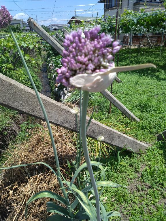 明日出勤します。｜写メ日記｜沖田｜鶯谷 人妻デリヘル 華恋人（カレント）
