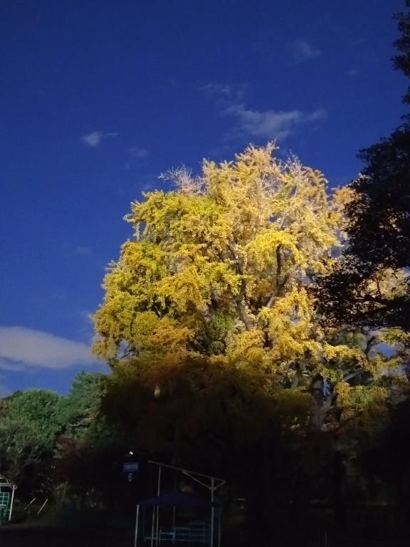 アストンマーチンがいた｜写メ日記｜沖田｜鶯谷 人妻デリヘル 華恋人（カレント）