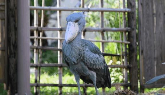 はい、タケコプター！｜写メ日記｜沖田｜鶯谷 人妻デリヘル 華恋人（カレント）