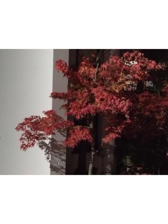 鉢植えの初冬｜写メ日記｜沖田｜鶯谷 人妻デリヘル 華恋人（カレント）