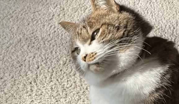 リチャードホール｜写メ日記｜沖田｜鶯谷 人妻デリヘル 華恋人（カレント）