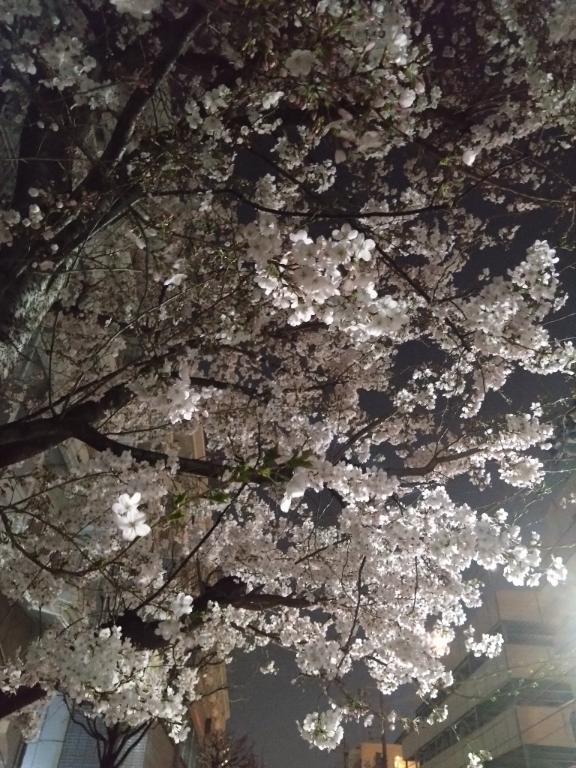 桜の森の満開の下｜写メ日記｜沖田｜鶯谷 人妻デリヘル 華恋人（カレント）