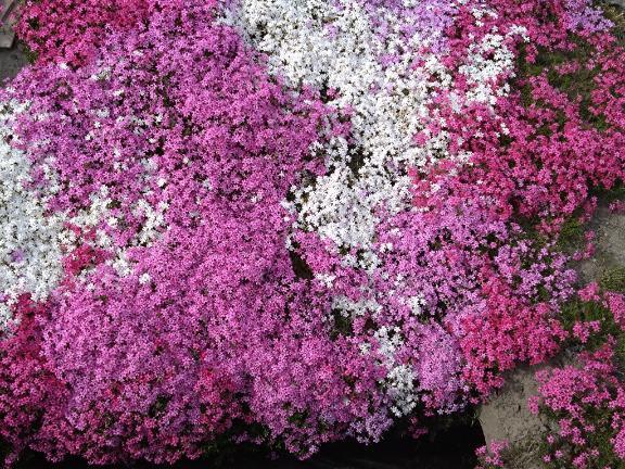 おはようございます｜写メ日記｜沖田｜鶯谷 人妻デリヘル 華恋人（カレント）