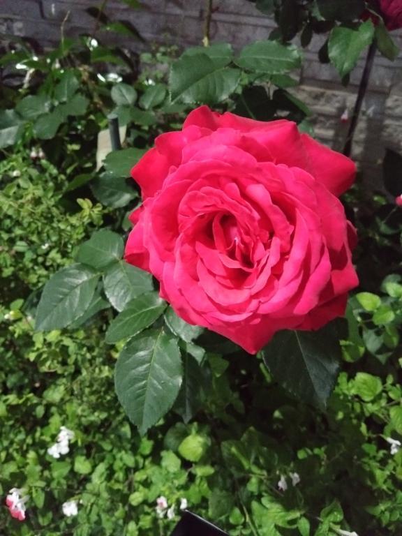 too much｜写メ日記｜沖田｜鶯谷 人妻デリヘル 華恋人（カレント）
