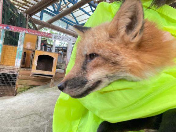 明日もあったかいんですって⊂((・x・))⊃｜写メ日記｜霧島｜鶯谷 人妻デリヘル 華恋人（カレント）