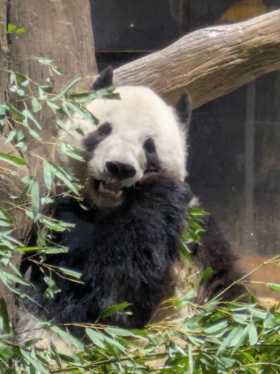 パンダちゃん｜写メ日記｜三浦｜鶯谷 人妻デリヘル 華恋人（カレント）