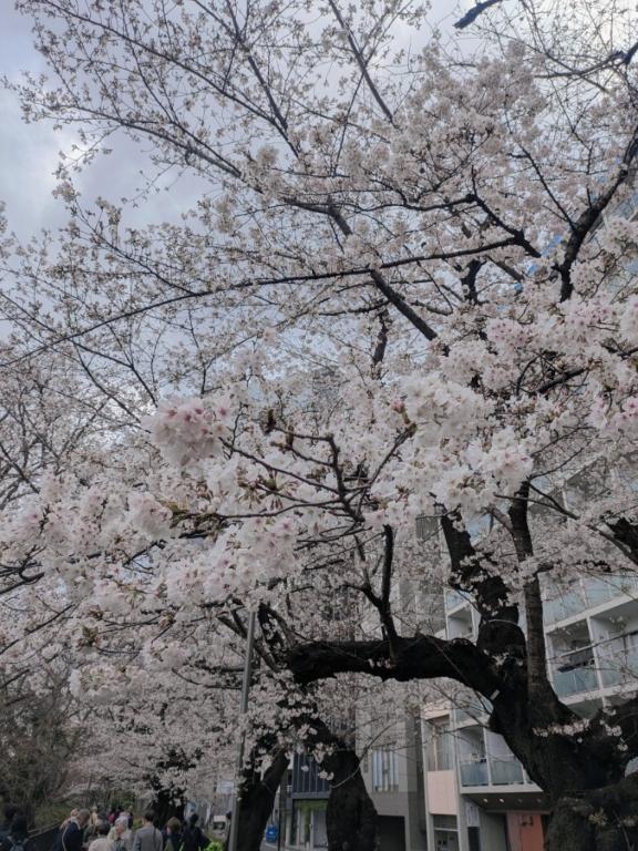 桜満開｜写メ日記｜三浦｜鶯谷 人妻デリヘル 華恋人（カレント）