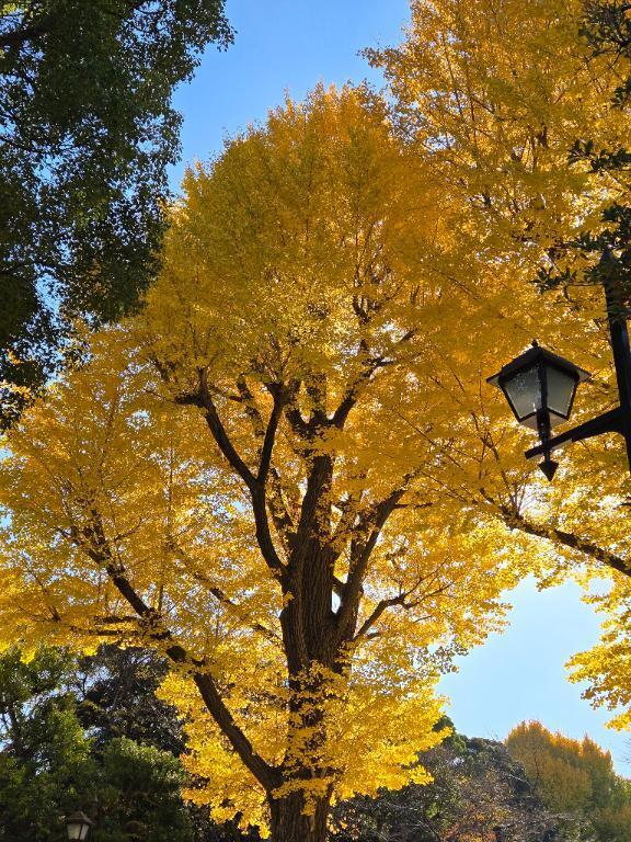 11月も終わり｜写メ日記｜花沢｜鶯谷 人妻デリヘル 華恋人（カレント）