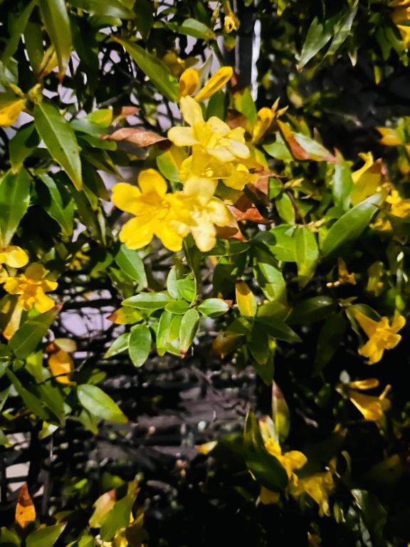 良い香りには｜写メ日記｜柴田｜鶯谷 人妻デリヘル 華恋人（カレント）