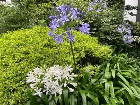 おはよう｜写メ日記｜森下｜鶯谷 人妻デリヘル 華恋人（カレント）