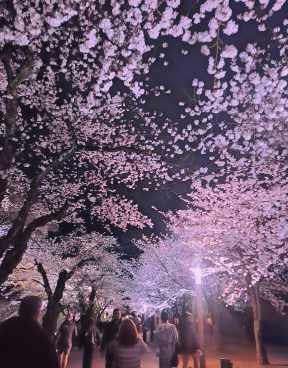 明日で出勤５日目です｜写メ日記｜鶴見｜鶯谷 人妻デリヘル 華恋人（カレント）