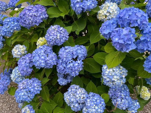 熱、風邪｜写メ日記｜野原｜鶯谷 人妻デリヘル 華恋人（カレント）
