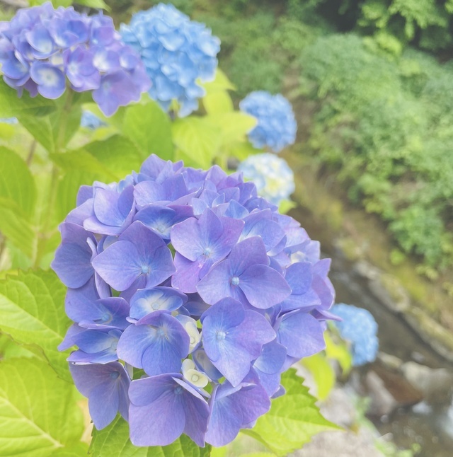 申し訳ございません｜写メ日記｜黒川｜鶯谷 人妻デリヘル 華恋人（カレント）