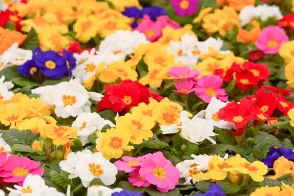 今朝のぷり村さん｜写メ日記｜黒崎｜鶯谷 人妻デリヘル 華恋人（カレント）