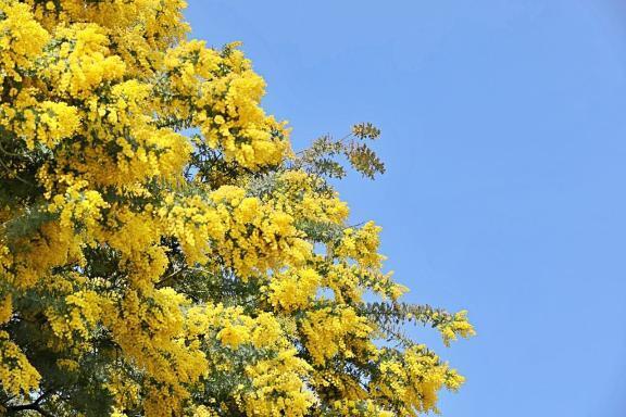 アカシアの木｜写メ日記｜黒崎｜鶯谷 人妻デリヘル 華恋人（カレント）
