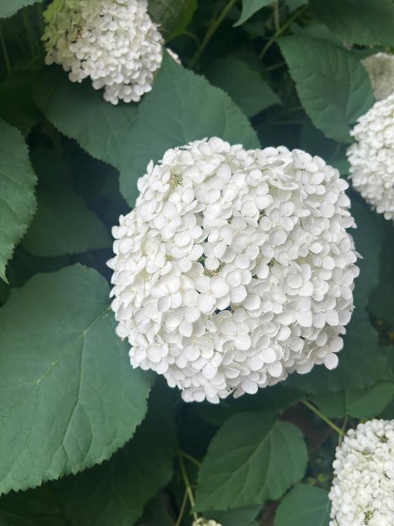 紫陽花と百合