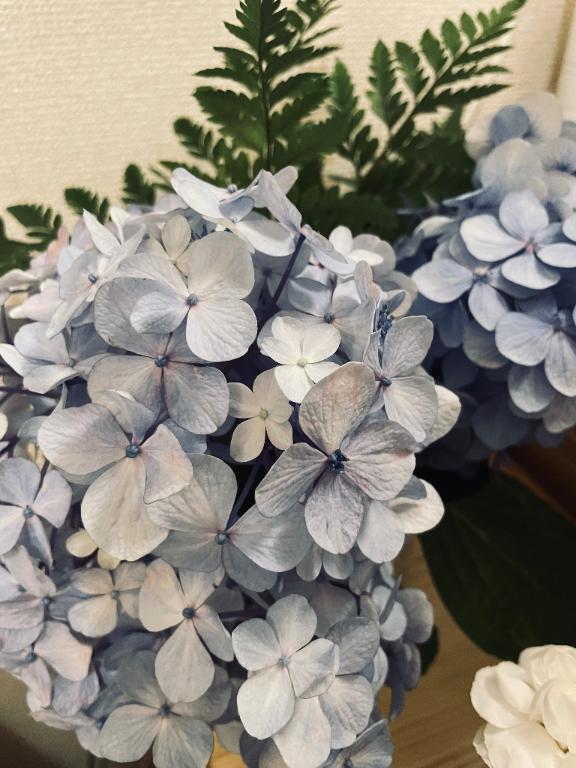 部屋に紫陽花などを｜写メ日記｜黒崎｜鶯谷 人妻デリヘル 華恋人（カレント）