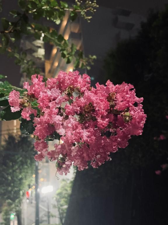 雨の中のサルスベリ｜写メ日記｜黒崎｜鶯谷 人妻デリヘル 華恋人（カレント）