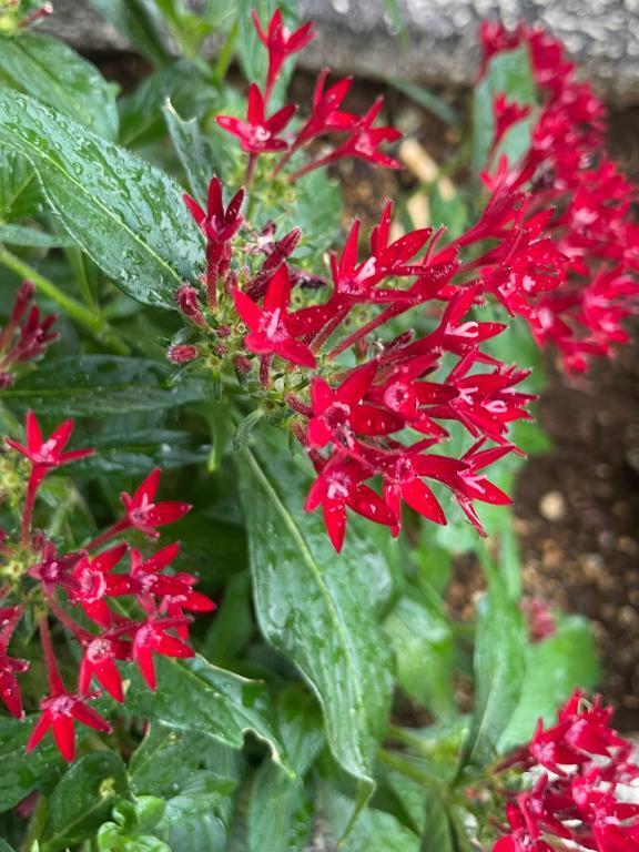 先程見かけたお花達｜写メ日記｜黒崎｜鶯谷 人妻デリヘル 華恋人（カレント）