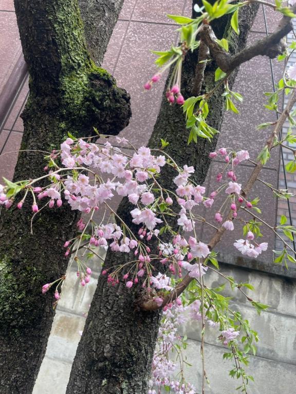 桜咲く｜写メ日記｜白鳥｜鶯谷 人妻デリヘル 華恋人（カレント）