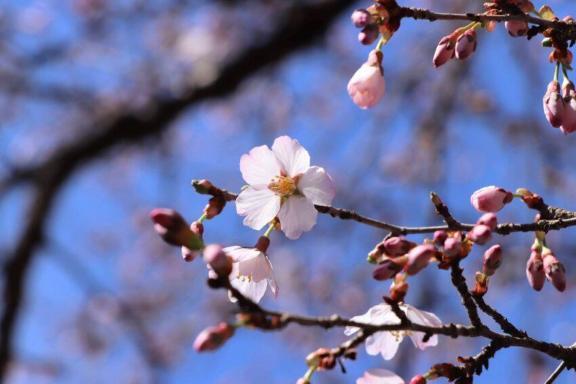 新年度｜写メ日記｜白鳥｜鶯谷 人妻デリヘル 華恋人（カレント）